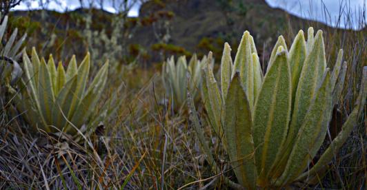 nueva-especie-de-frailejon.jpg