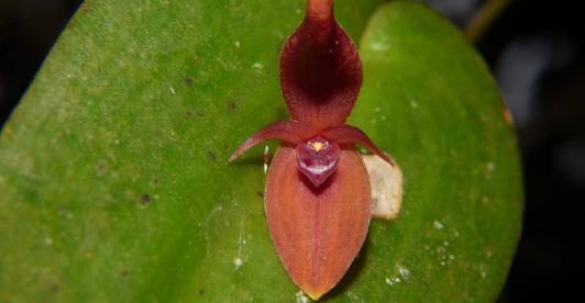orquidea-nueva.jpg