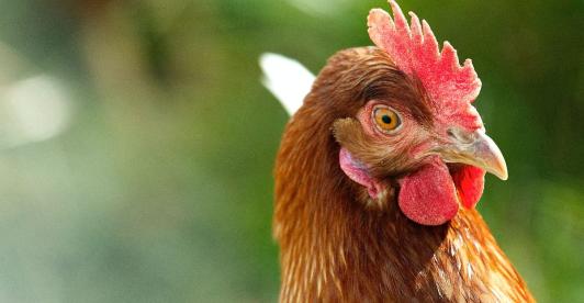 pollos-1.jpg