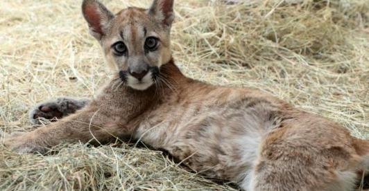 puma-intacutao-en-Bogota-se-recupera.jpg