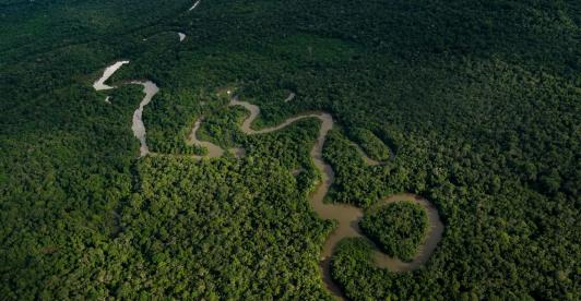 selva-amazonica.jpg