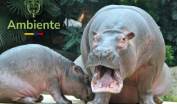 Hipopótamos MinAmbiente 