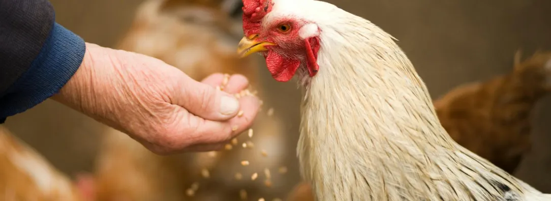 OMS confirma primera muerte humana mundial por gripe aviar H5N2; sucedió en México