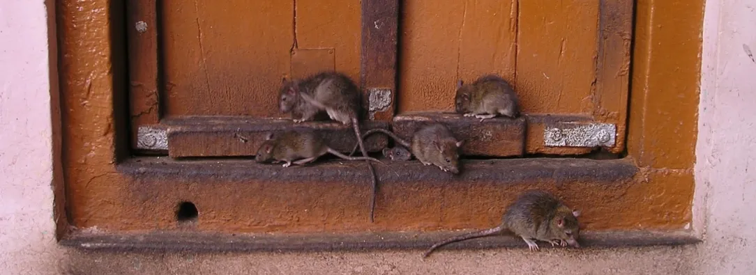 Plaga de ratas en Bogotá. / Foto: Pixabay.