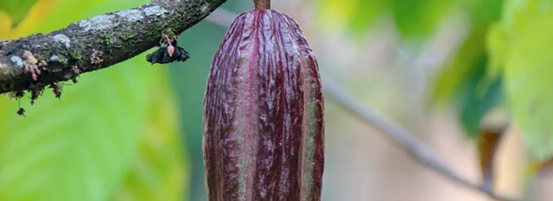 MinAgricultura abrió convocatoria para elegir a los 9 mejores cacaoteros. / Foto: MinAgricultura.
