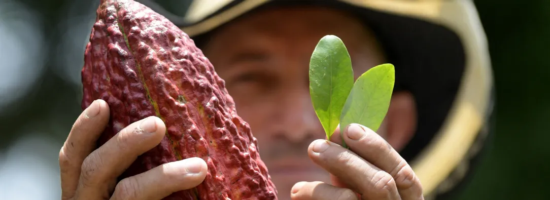 Cacao en el Putumayo