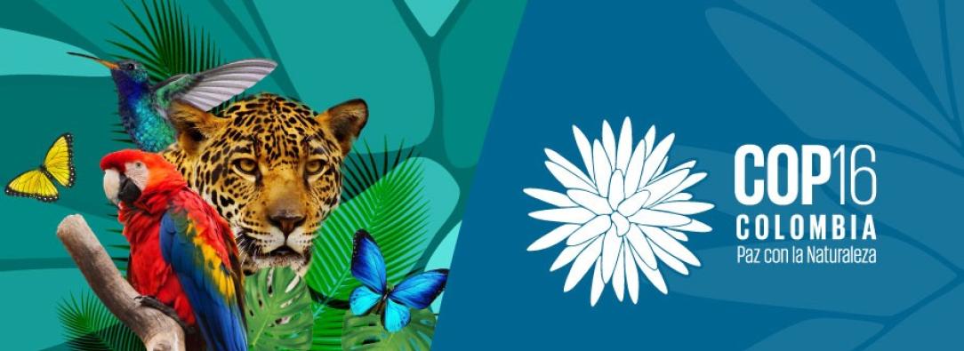 COP 16