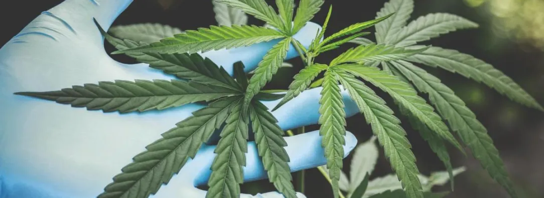 Representación de la legalización en el uso del cannabis.