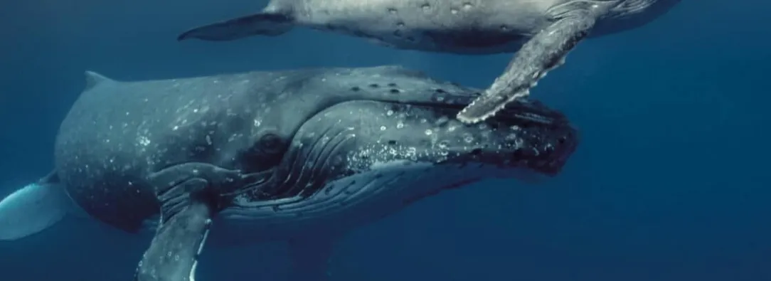 COP16 y greenpeace en Colombia. / Foto: COP16.