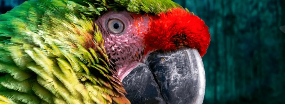 Cop16 en Colombia. / Foto: Página web Cop16. 