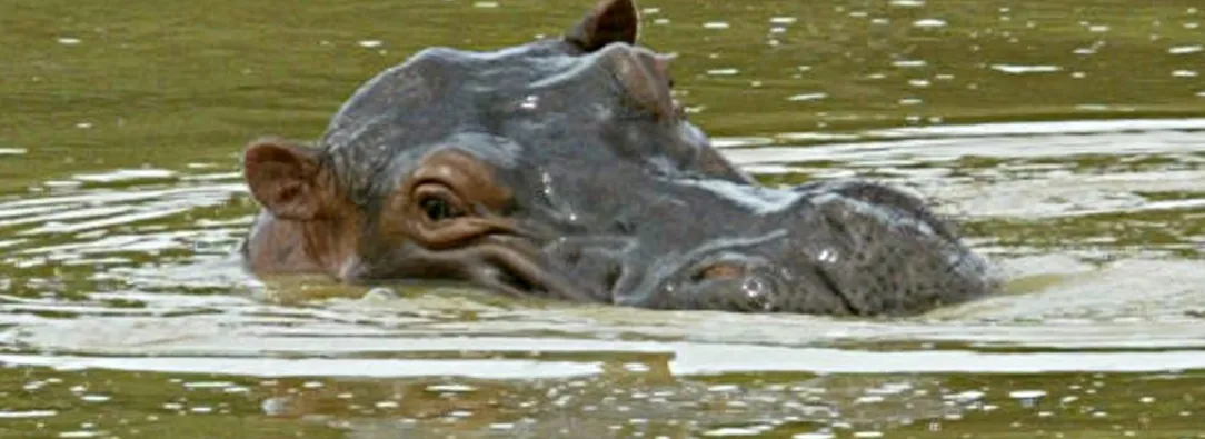 Fallo sobre la población de hipopótamos en Colombia. / Foto: AFP.