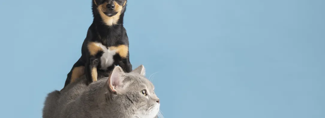 Mascotas no pueden ser embargadas según la Corte Constitucional