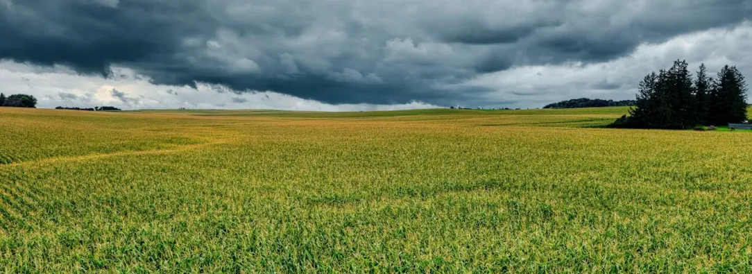 Primeras cien hectáreas de maíz sembradas en San Onofre, Sucre