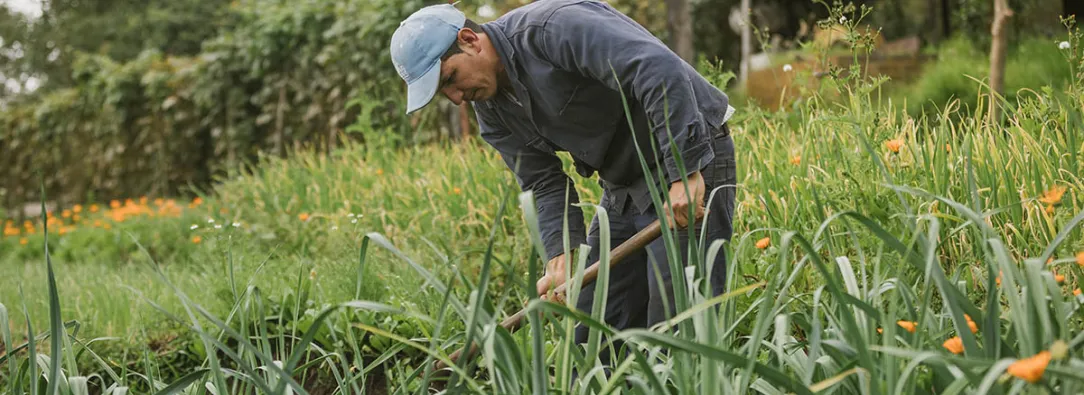 Gobierno destina más de $54.130 millones para subsidios en seguros a familias campesinas