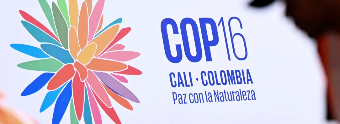 COP 16