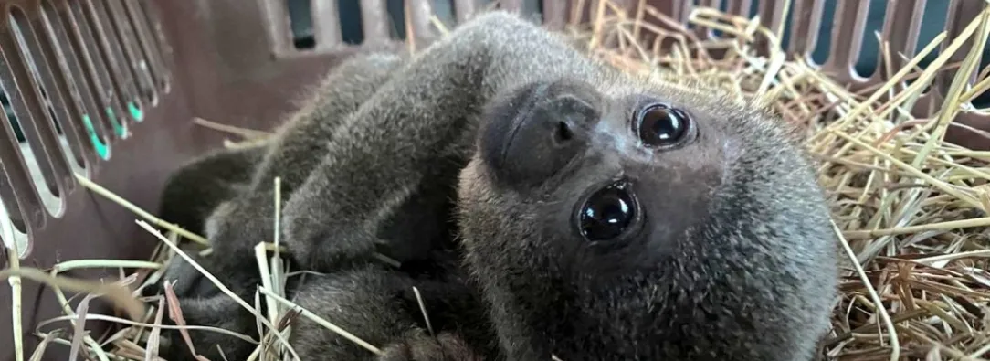Rescatan a cría de mono churuco en Colombia. / Foto: X susanamuhamad.