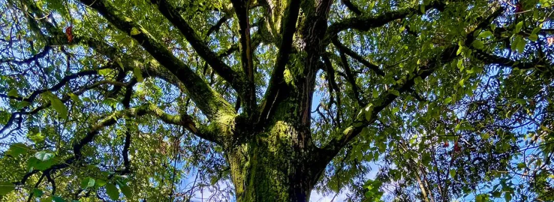 Árbol de 200 años en la reserva Thomas van der Hammen