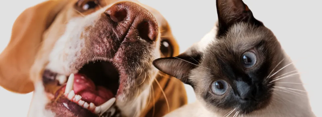 Corte Constitucional prohíbe la mutilación estética en animales