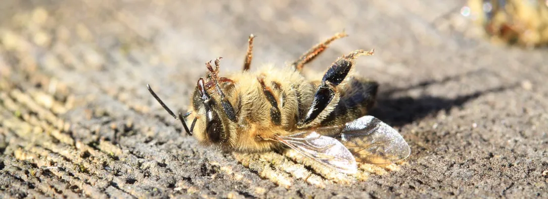 2024 se perfila como el año más caluroso jamás registrado en el planeta
