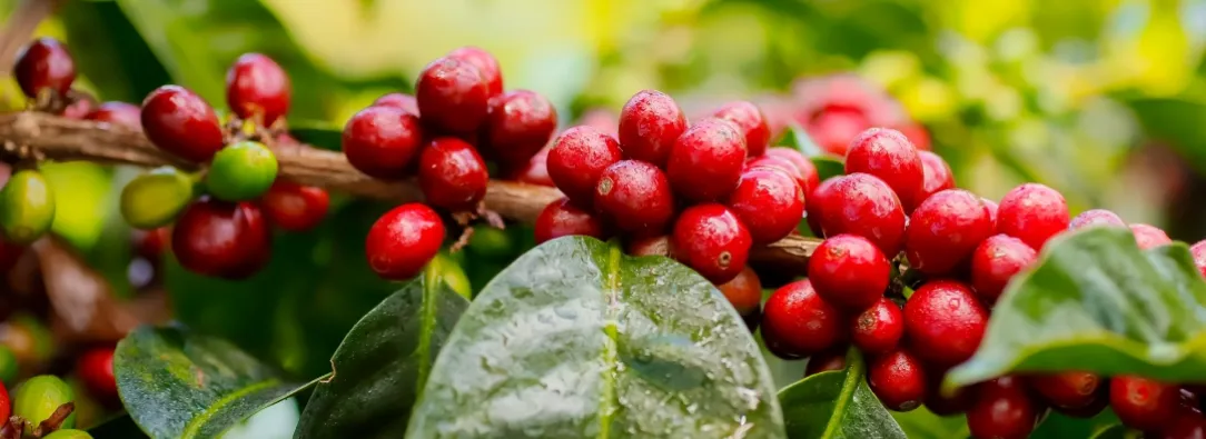 Huila, el epicentro del café colombiano. /Foto: Cortesía.