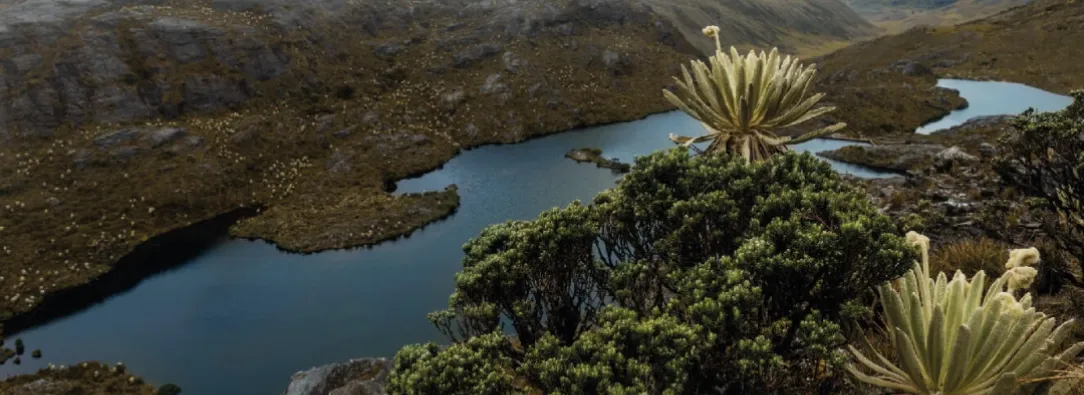 Páramo de Santurbán. / Foto: Carmen Villegas, ProColombia.
