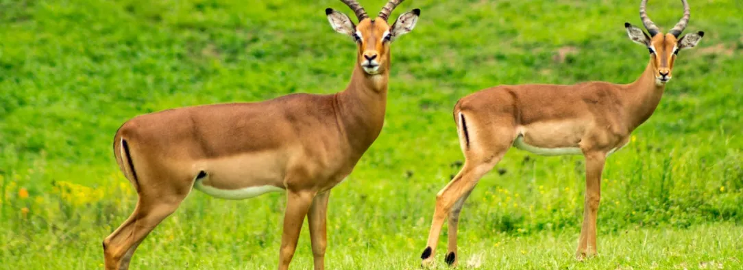 Estruendo de la pólvora Cobra la vida de dos animalitos en el Zoológico de Cali