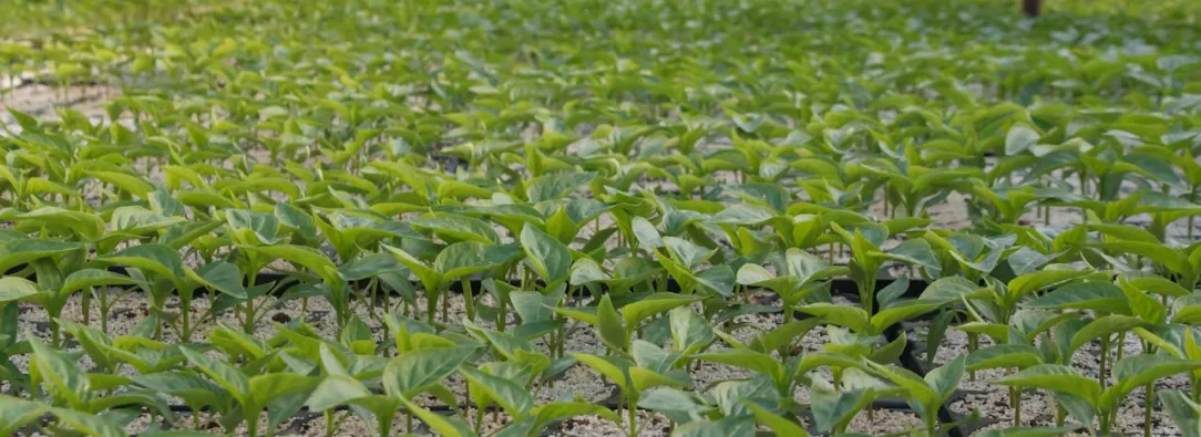 Colombia implementa las Áreas de Protección para la Producción de Alimentos (APPA) para fortalecer la seguridad alimentaria