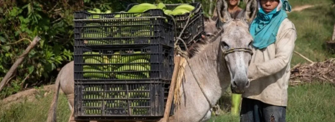 Agro colombiano en cifras. / Foto: Cortesía.