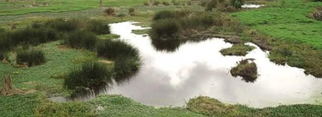 Humedal Juan Amarillo. / Foto: Secretaría de Ambiente.