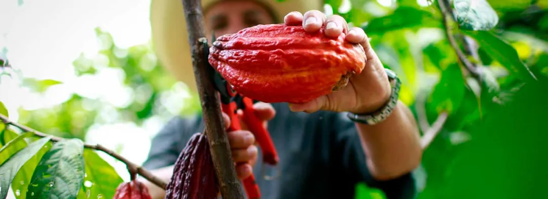 Inversión en Arauca para garantizar seguridad alimentaria