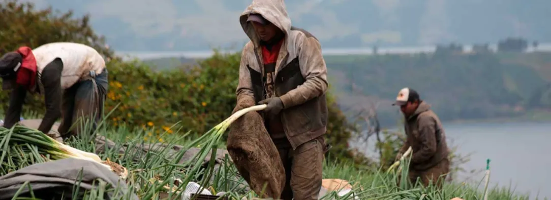 24 mil personas encontraron trabajo en el sector agropecuario