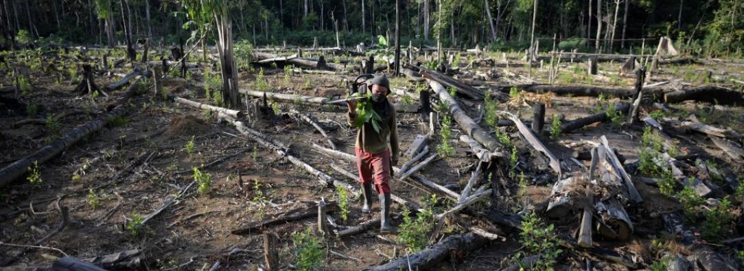 Bosque deforestado.