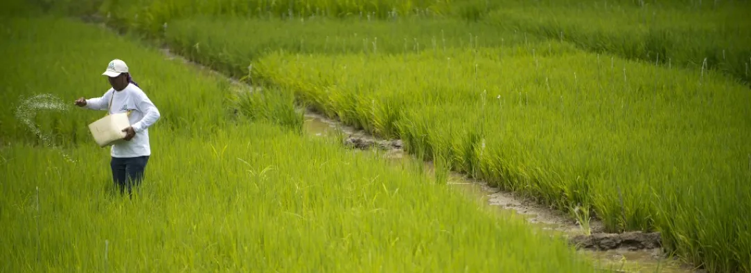 Cultivador de arroz.