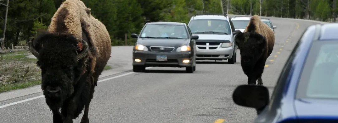 Bisontes de Yellowstone.