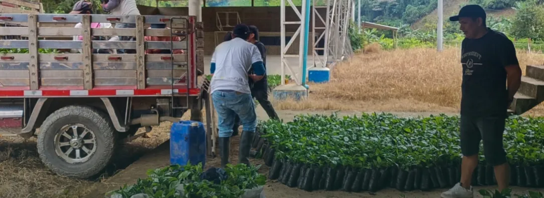 Sustitución de cultivos. / Foto: X Dirección de Sustitución.