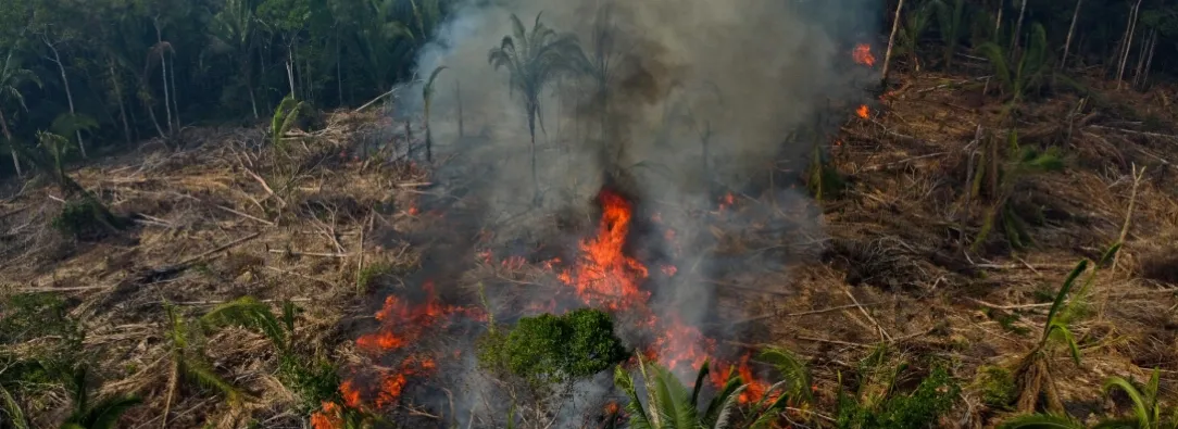 Balance de operativo internacional en Colombia por delitos ambientales. / Foto: AFP.