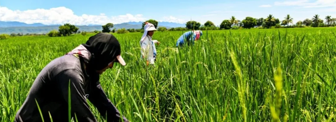Gremio arrocero entra en diálogo con el Gobierno. / Foto: X MinAgricultura.