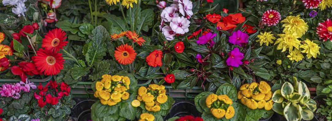 Café, flores y aceite de palma impulsaron exportaciones del sector agro