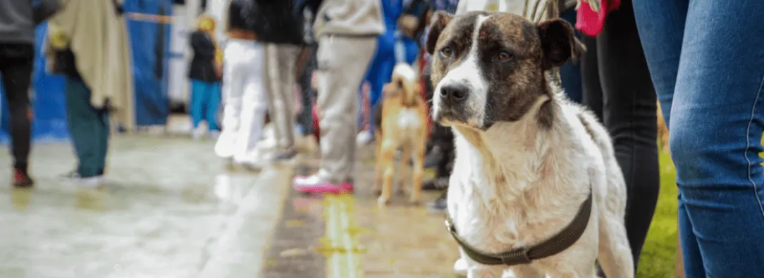 Los animales son seres sintientes y no cosas: Corte Constitucional