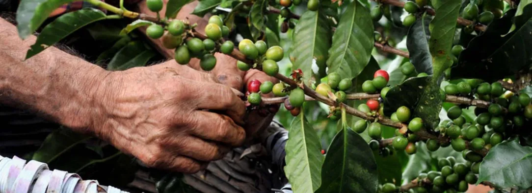 Caficultores recogiendo café