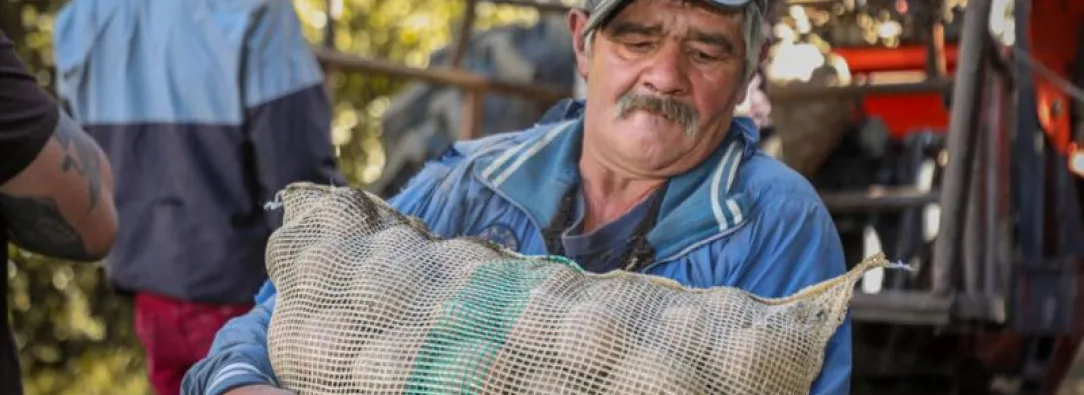 MinAgricultura ofrece alivios al sector papero: condonaciones de hasta el 100%