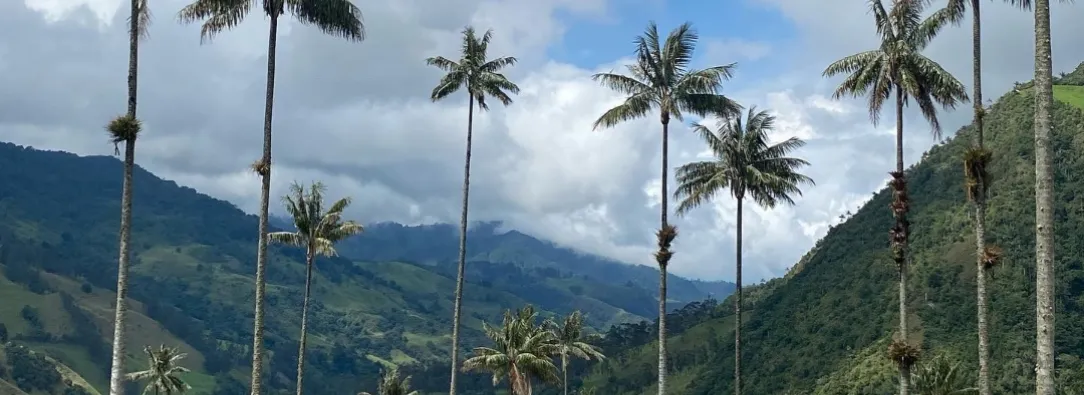Valle del Cocorá. / Foto: ProColombia.