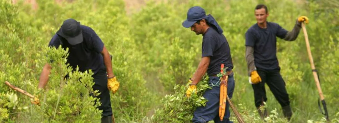 sustitución de cultivos ilícitos en Nariño