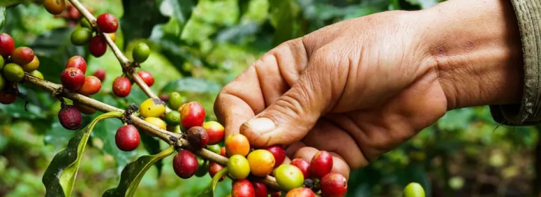 Colombia logra la mayor producción cafetera en tres décadas