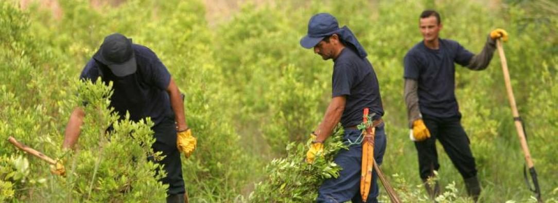 Sutitución de cultivos lícitos