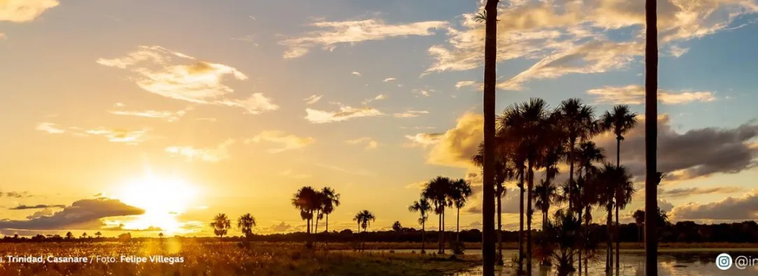 Los morichales, un paraíso natural en los Llanos Orientales