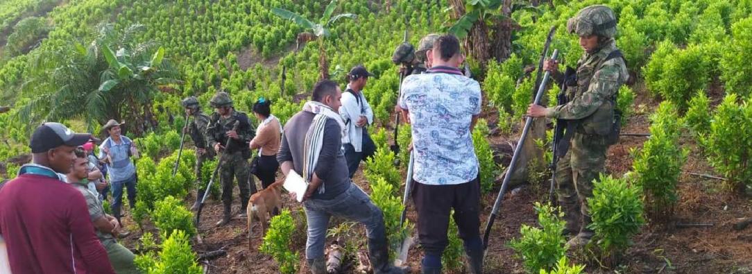 Brigada Móvil N.37 destruye 2 semilleros ilegales con cocaína y desactiva artefacto explosivo en