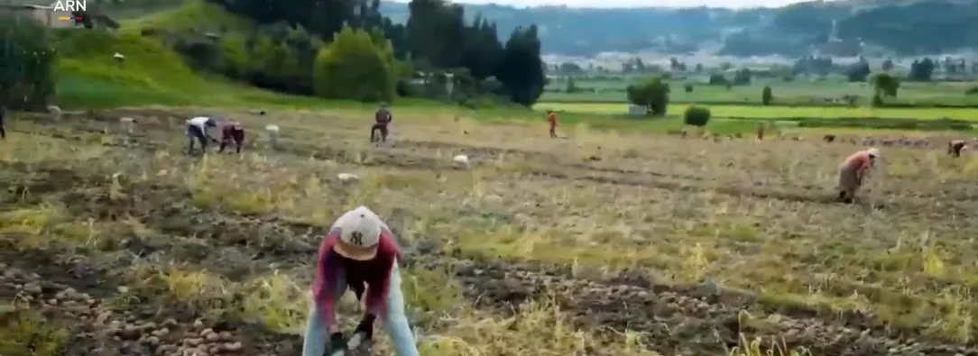 Convocatoria fondo emprender para firmantes de paz que trabajan en el campo