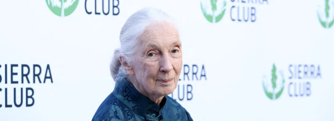 Jane Goodall. / Foto: AFP.