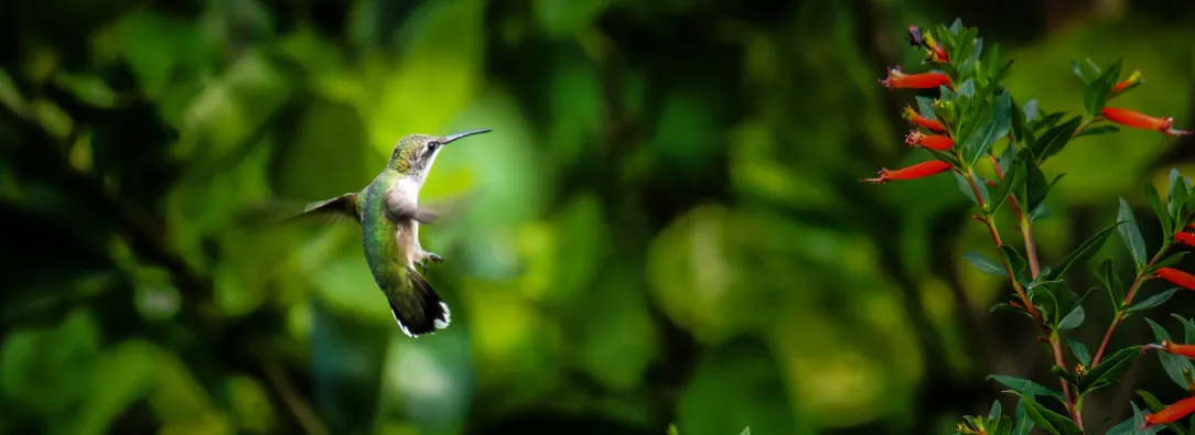 La inversión del CAF están destinados a la transición energética justa, seguridad hídrica, movilidad sostenible, prosperidad agrícola y conservación de ecosistemas estratégicos. 